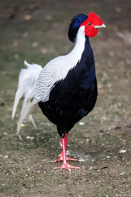 这种名贵且富含寓意的鸟,你有所耳闻吗?