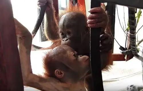 小红毛猩猩深情对望! 第一次见面就又抱又亲晒恩爱