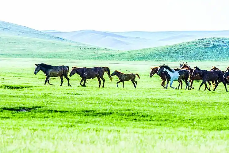 草原骏马