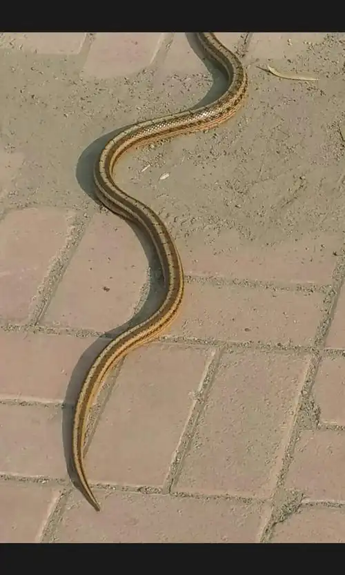 请问这是什么蛇,有无毒性.发现省份吉林省,.发现时间2015.10.