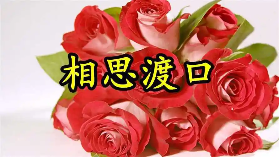 情歌mv:《相思渡口》我一直在此孤独等侯,你是否能够感应