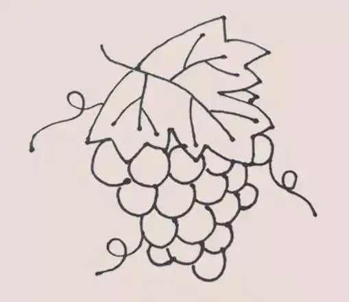 葡萄简笔画
