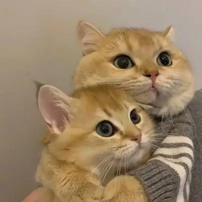 可爱动物搞怪头像_情侣头像_我要个性网