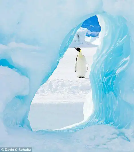 美摄影家拍到极地企鹅滑稽群像(图)