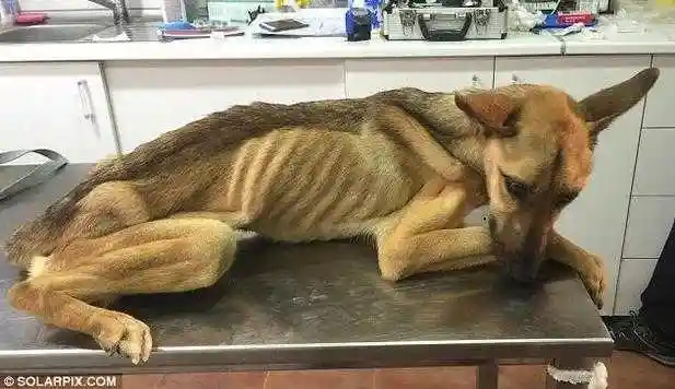 瘦到皮包骨的狗狗,看到食物竟直接哭了,好心酸