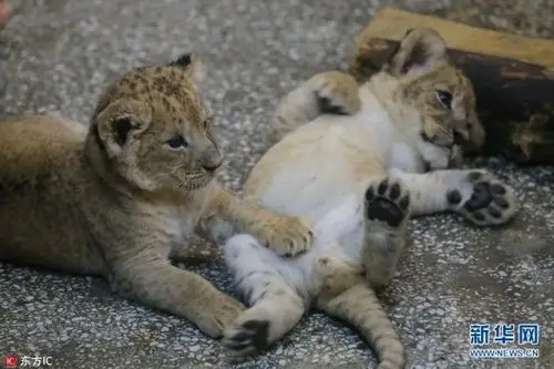 俄两只新生小狮子动物园内尽情嬉戏卖萌(组图)