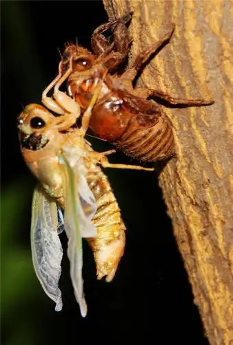 金蝉脱壳——献给重生的你 大美内乡