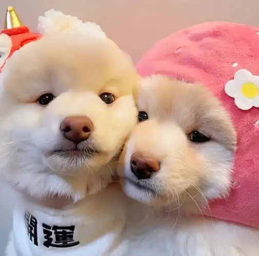 是谁这么可爱呢363436373039狗狗情侣头像