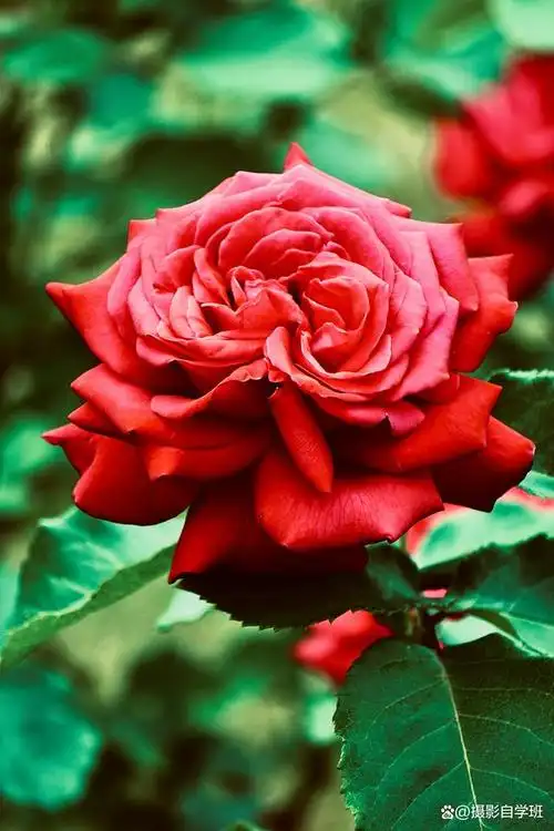 夏天是拍花朵的好季节,但是如何拍才能让花朵更美呢?