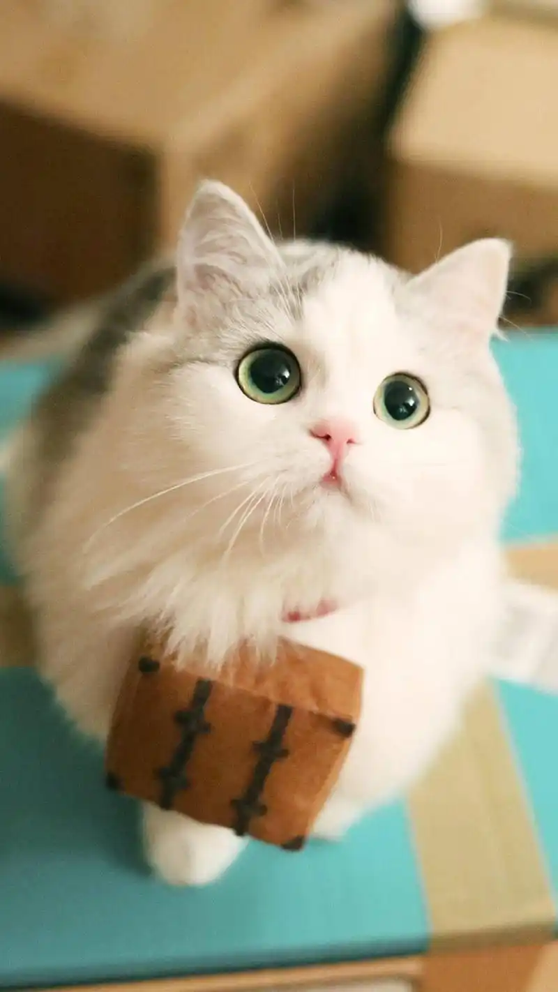 可爱猫咪萌萌哒