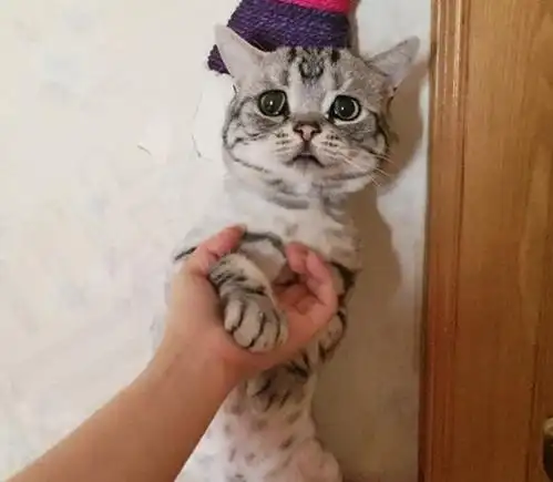 一只总是一副楚楚可怜模样的猫咪,你为何总是如此难过?