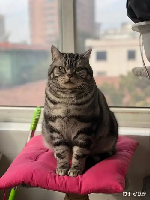 美短是易胖体质吗? - 知乎