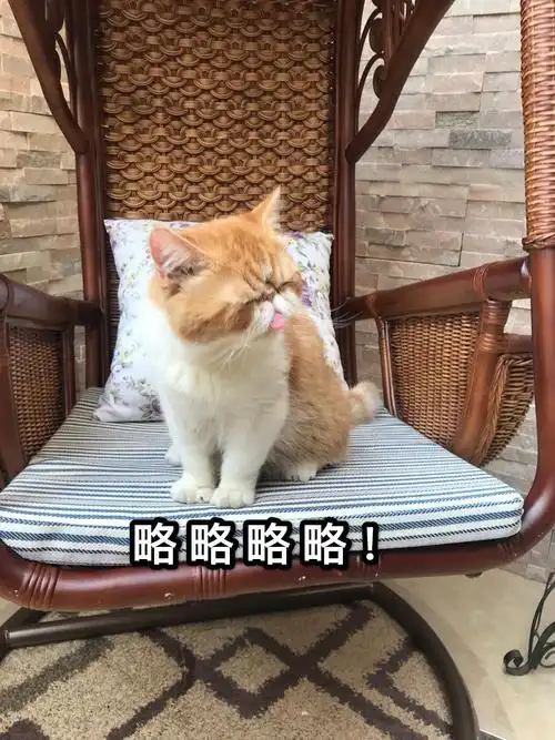 养一只智商低的大傻猫还是挺好的!
