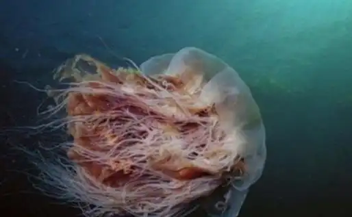 世界上最长的水母触须可伸长至四十多米