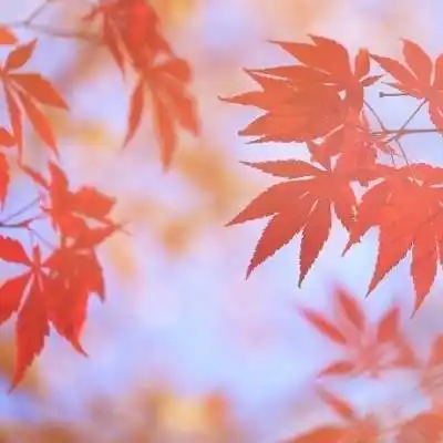 微信头像枫叶图片 真实好看的高清枫叶图片头像