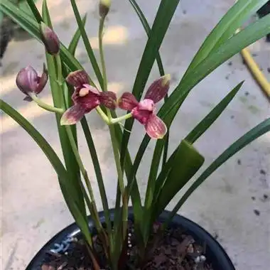 至尊红颜 - 中国兰花交易网