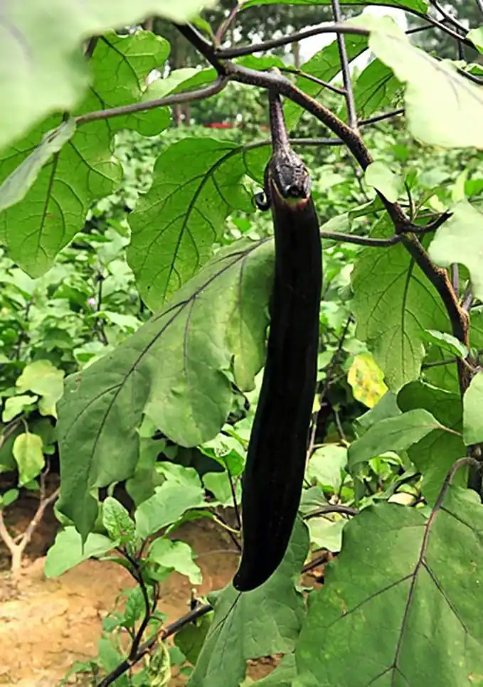 茄子的养生功效和食用禁忌