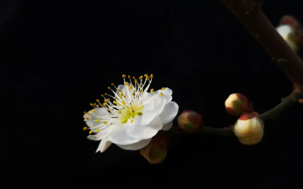 冬日梅花微距特写高清桌面壁纸