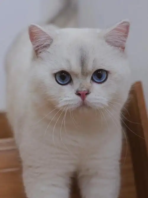 英短银点妈耶楼梯拍照也太好看了呢