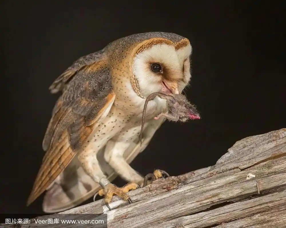 谷仓枭,猫头鹰,恐怖,自然,红色