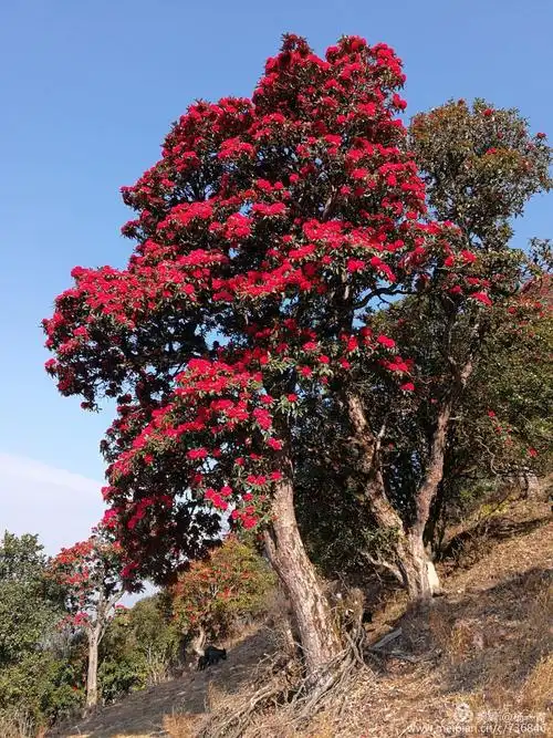 每年阳春三月时节,怒江州泸水市老窝镇,六兰丫口万亩野生原始种映山红