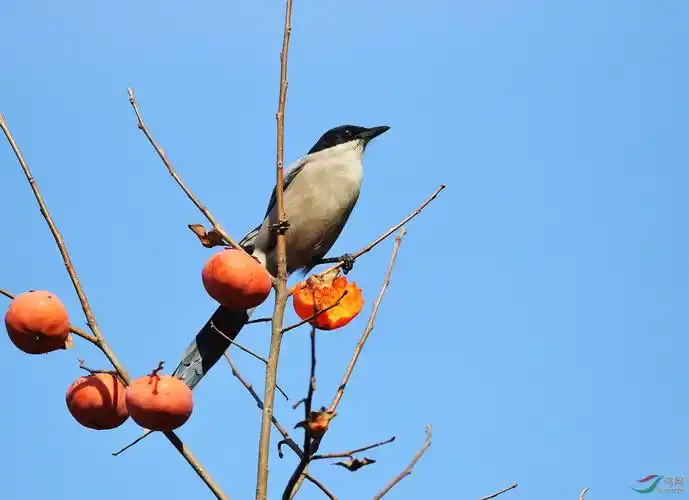 喜鹊登枝吉祥如意