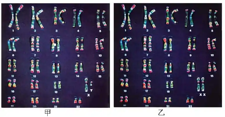 下图是人体细胞中的染色体图请据图回答问题