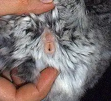 16; 寿命:20年左右 性别区分 动物特性 龙猫是夜行性动物,白天基本都