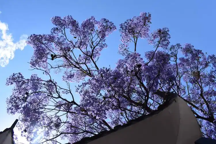 四月的西昌紫色的城市蓝花楹遍布大街小巷美翻了