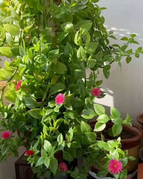 养牡丹吊兰,用3招,枝旺叶绿,花朵漂亮,空气清新_开花_枝条_修剪