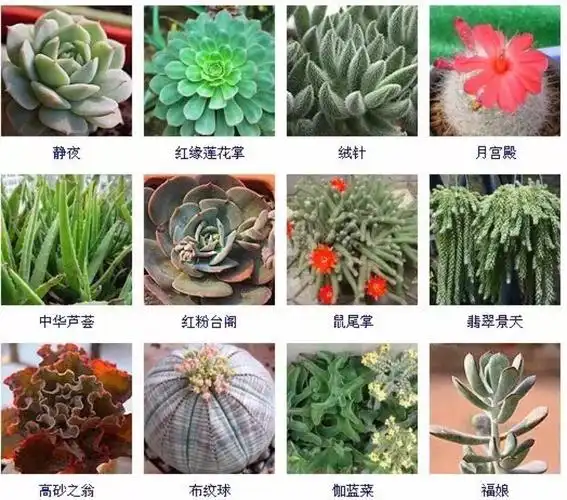 多肉植物的品种大全(215个品种)