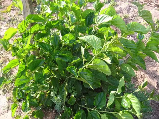 我们又来到沙林天麻科技开发有限公司.