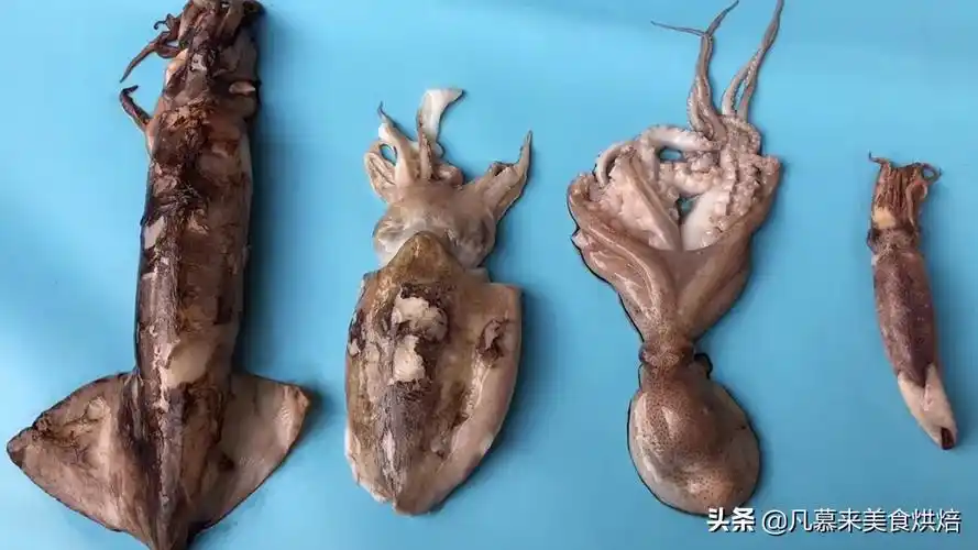 海兔的做法大全 家常做法,海兔子是小鱿鱼吗 - 花颜茶语