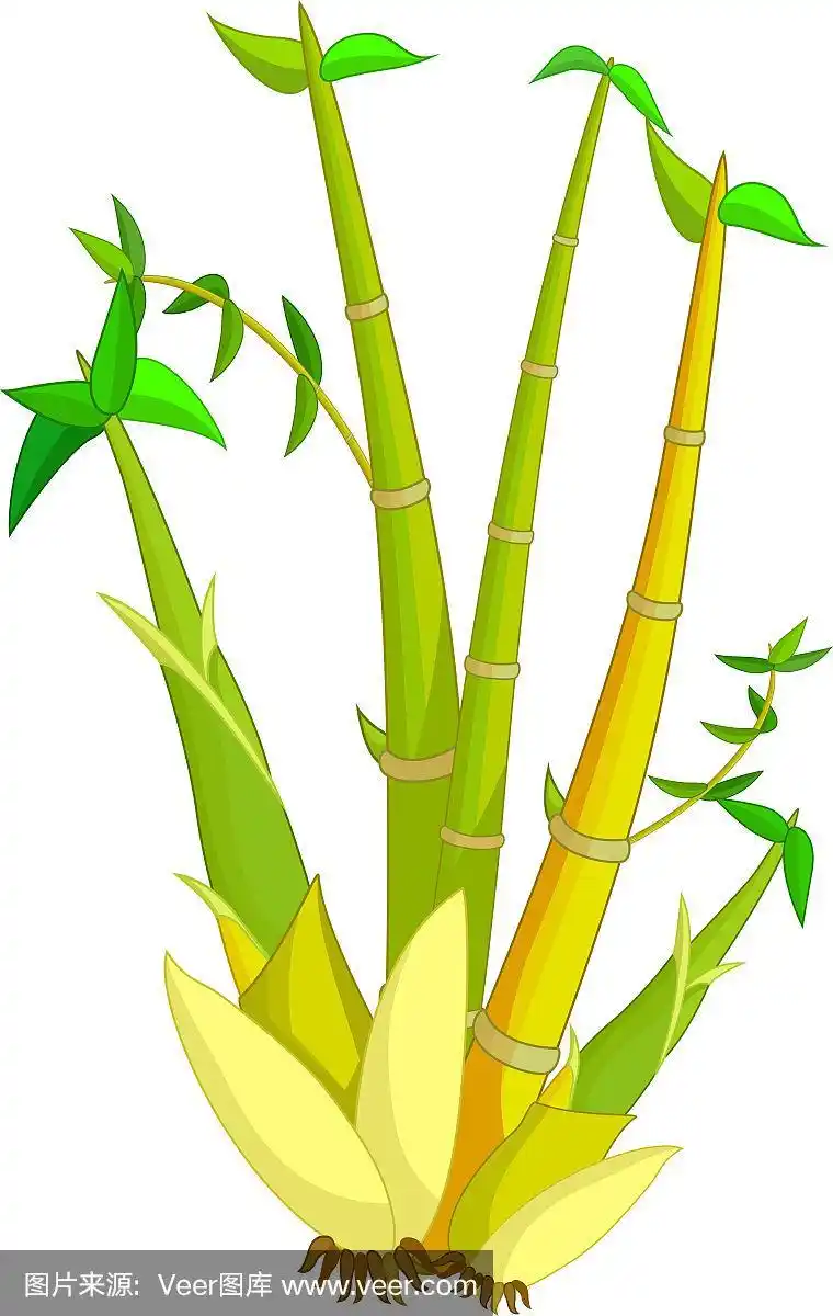 竹子的卡通