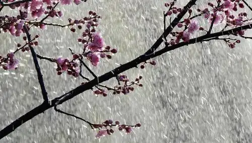 梅花雨