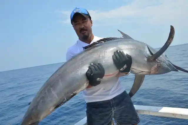 剑旗鱼图片大全大图-剑旗鱼的营养价值