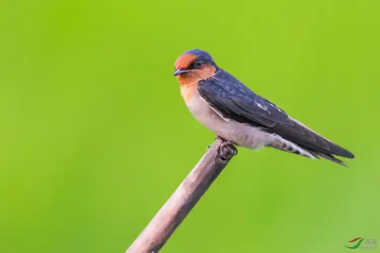 两种普通的燕子