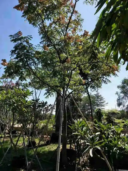 台湾栾树出售价格表 苗圃直销台湾栾树