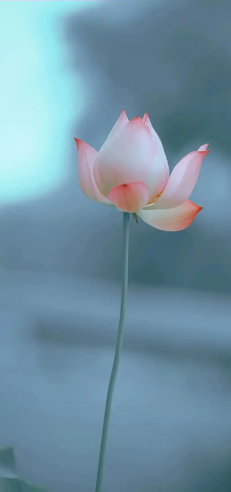 图片叙事练习 #壁纸 #荷花  - 抖音