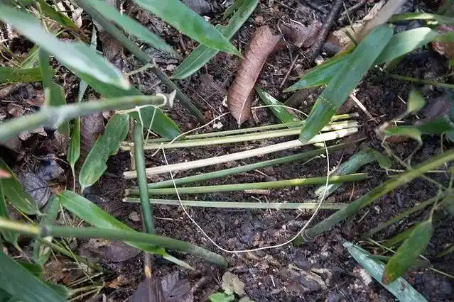 吊脚套不仅仅用于捕获小型动物或飞鸟,它还有更重要的使命就是用于