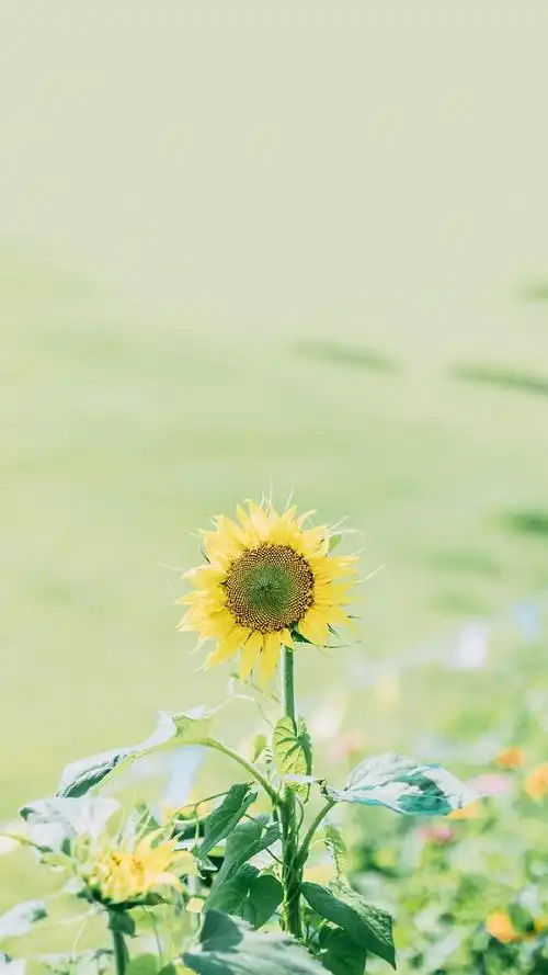 唯美的植物图片很适合做壁纸哦~~更多高清手机壁纸图片尽在美桌网