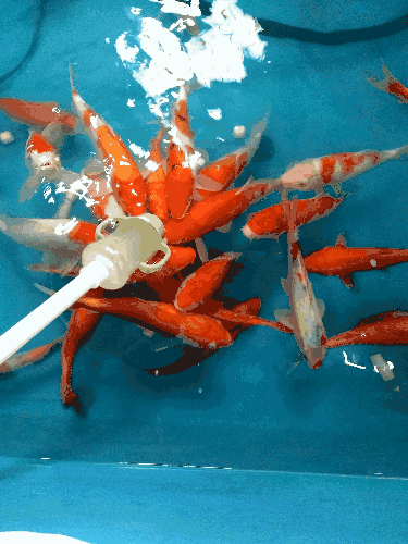 375_500竖版 竖屏gif 动态图 动图