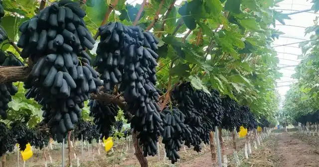 蓝宝石葡萄爆火市场,不仅因为好吃好养活,这些诀窍缺一不可