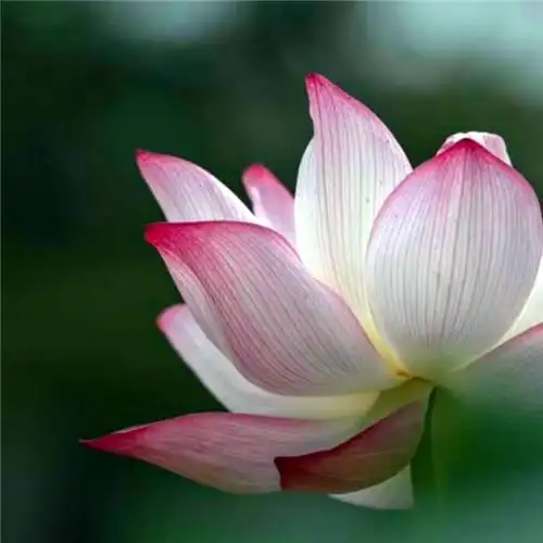 佛系图片头像禅意荷花 独一无二的佛系莲花图片微信头像_微信头像