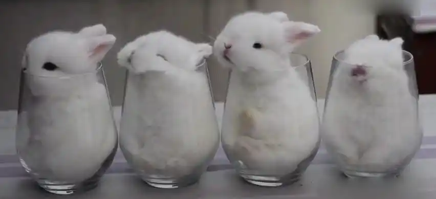 这是什么品种的兔子?迷你型的.