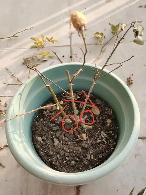 月季修剪:"一剪没"式修剪盆栽月季