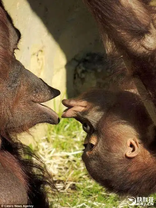 猩猩倒挂接吻:《蜘蛛侠》经典镜头再现