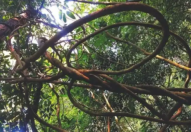 霸王岭热带雨林中的藤本植物.jpg