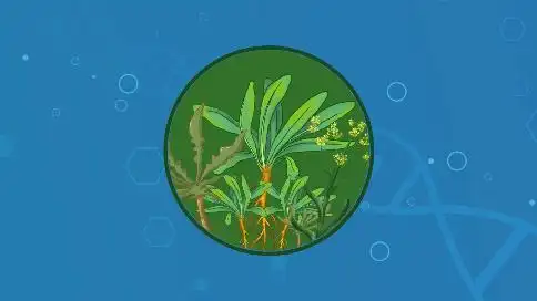 板蓝根二维动画