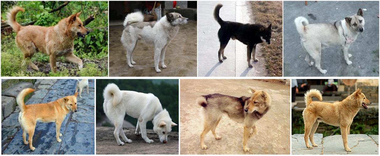 中华田园犬有哪些品种(中华田园犬分类详细介绍)-混子说